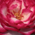 Fehér - rózsaszín - Teahibrid rózsa - Atlas